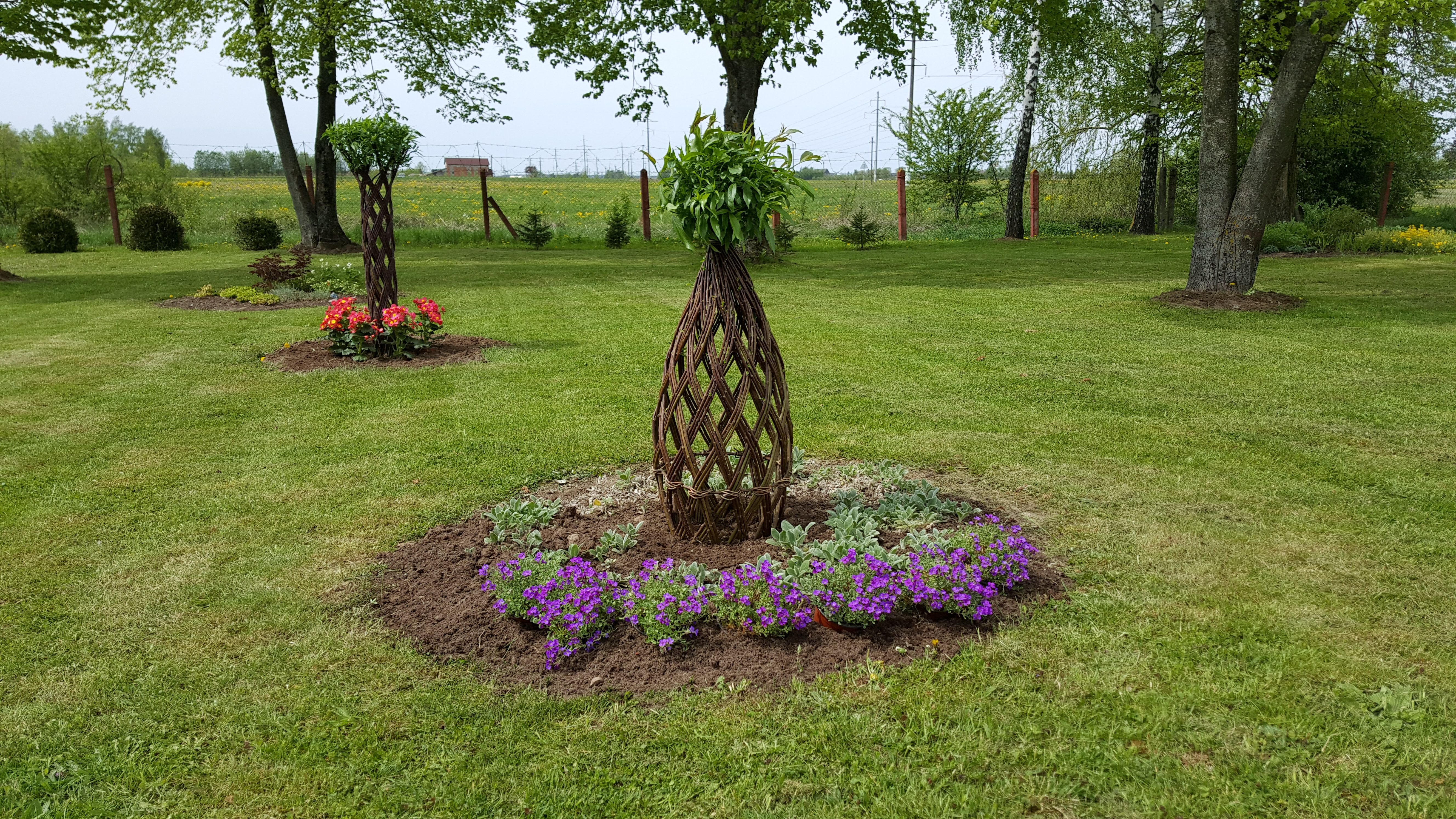 Salix Hybrid Americana Living Braided Willow Tree Sculpture 50cm, 15cm pot (50-09) - Image 6