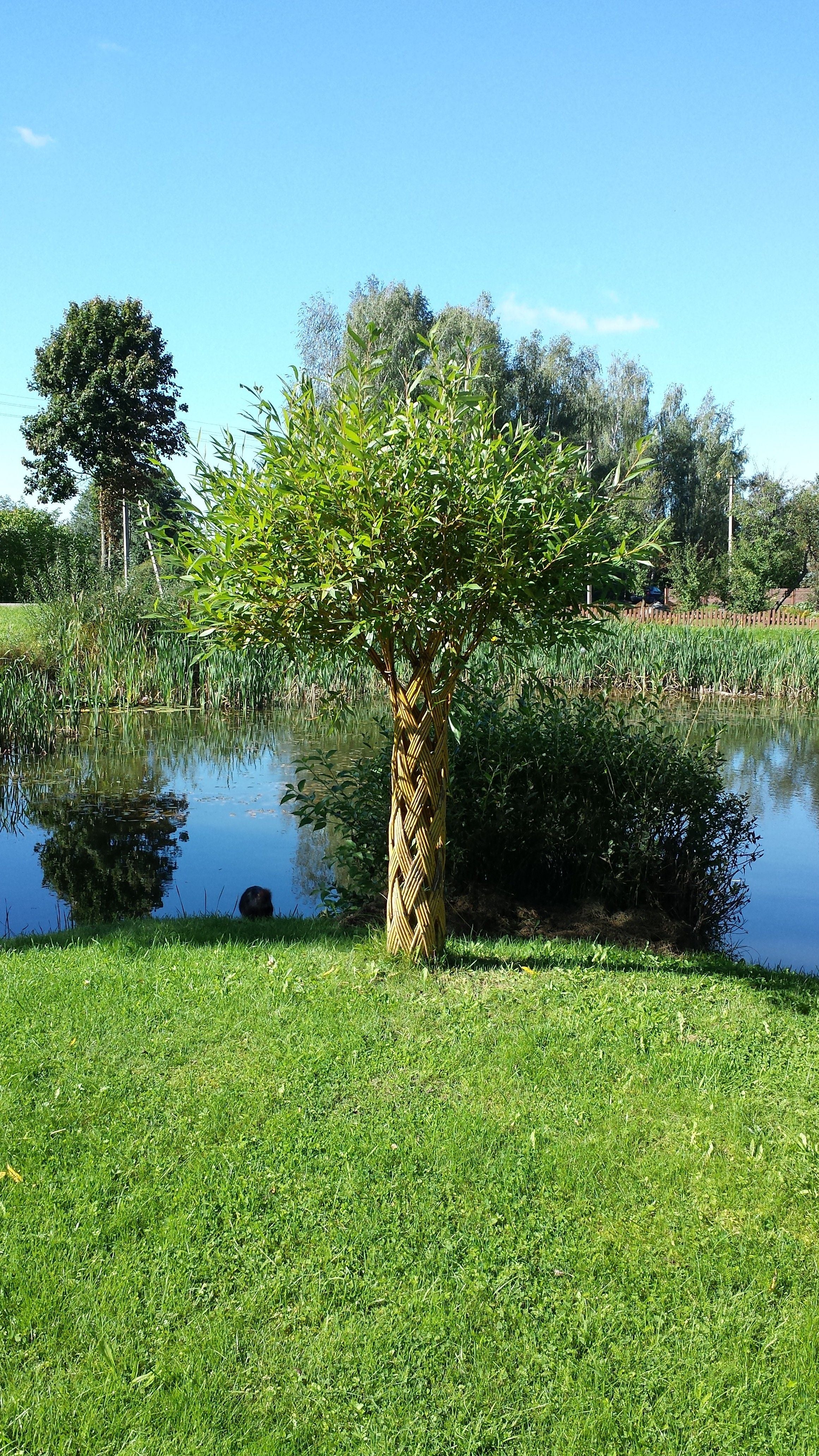 Salix Hybrid Americana Living Braided Willow Tree Sculpture 50cm, 15cm pot (50-09) - Image 7